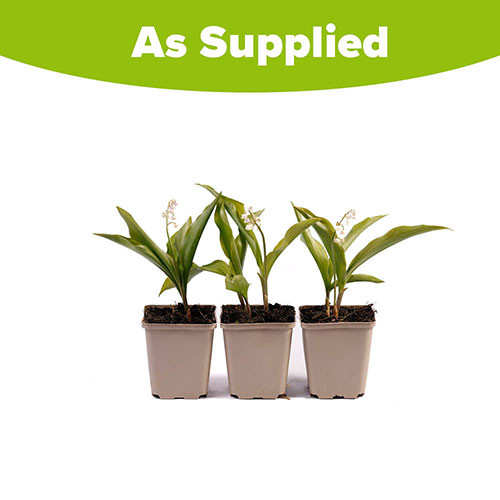 Pink Lily Of The Valley Pink Lily Of The Valley