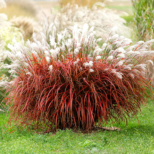 Miscanthus Lady in Red Miscanthus Lady in Red