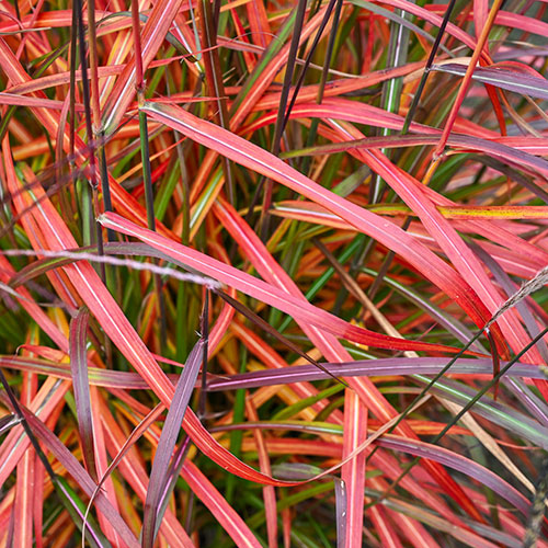Miscanthus Lady in Red Miscanthus Lady in Red