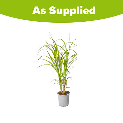 Miscanthus Lady in Red Miscanthus Lady in Red