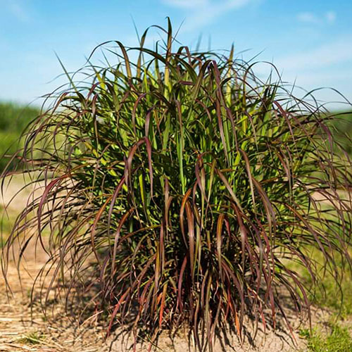 Miscanthus Lady in Red Miscanthus Lady in Red