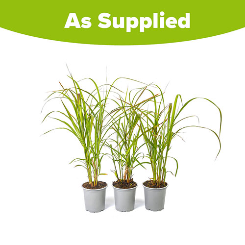 Miscanthus Lady in Red Miscanthus Lady in Red