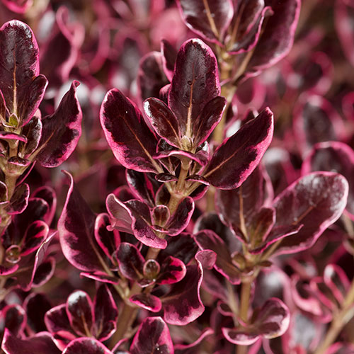 Coprosma Eclipse