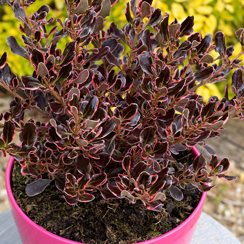Coprosma Eclipse Coprosma Eclipse