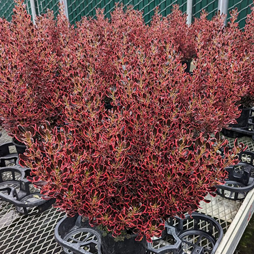Coprosma Eclipse Coprosma Eclipse