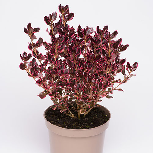 Coprosma Eclipse Coprosma Eclipse