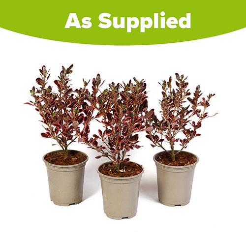 Coprosma Eclipse Coprosma Eclipse