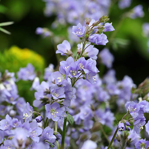 Jacobs Ladder Stairway to Heaven Jacobs Ladder Stairway to Heaven