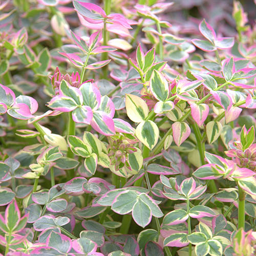 Jacobs Ladder Stairway to Heaven Jacobs Ladder Stairway to Heaven