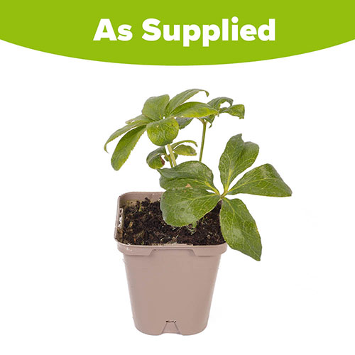 Hellebore Double Ellen Black Hellebore Double Ellen Black