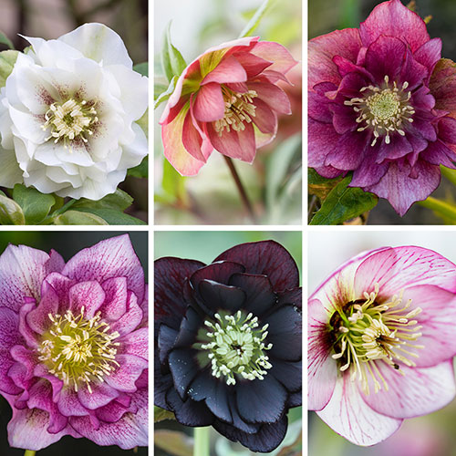Hellebore Double Ellen Collection