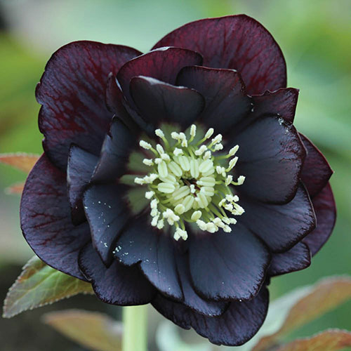 Hellebore Double Ellen Collection Hellebore Double Ellen Collection