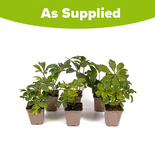 Hellebore Double Ellen Collection Hellebore Double Ellen Collection