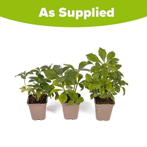 Hellebore Double Ellen Pink Hellebore Double Ellen Pink