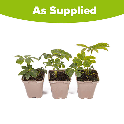 Hellebore Double Ellen Black Hellebore Double Ellen Black