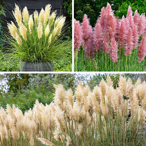 Pampas Grass Collection