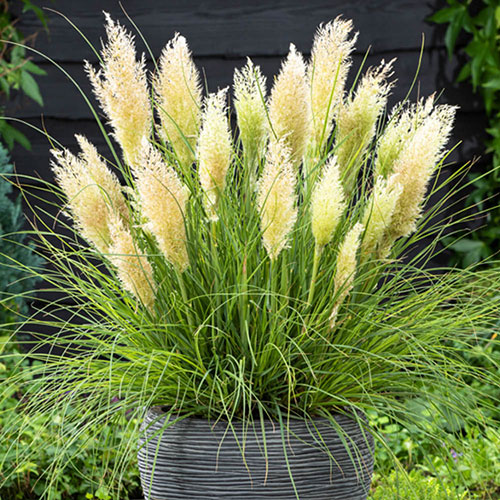 Pampas Grass Collection Pampas Grass Collection