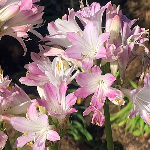 Agapanthus Blush Pink Agapanthus Blush Pink
