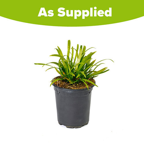 Agapanthus Blush Pink Agapanthus Blush Pink