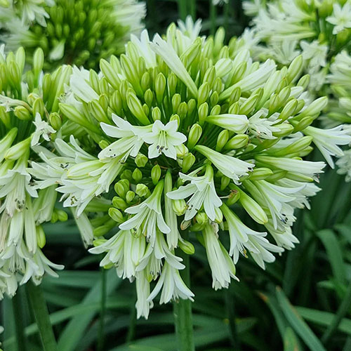 Agapanthus Emerald Ice