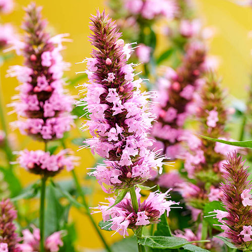 Agastache Beelicious Pink