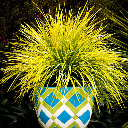 Lomandra Miners Gold