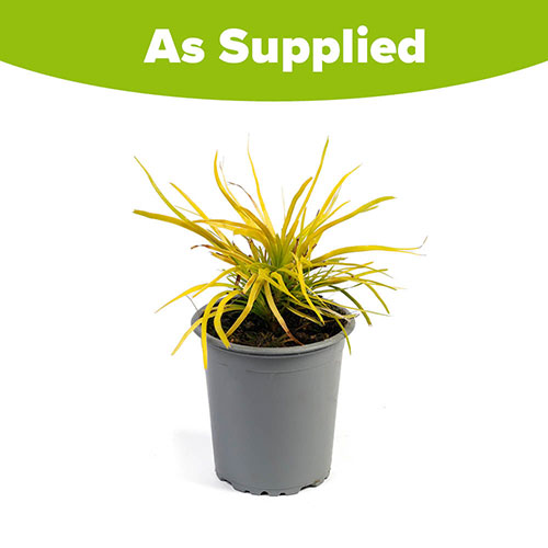 Lomandra Miners Gold Lomandra Miners Gold