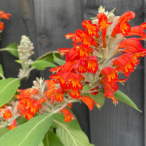 Colquhounia Nepalese Flame Colquhounia Nepalese Flame