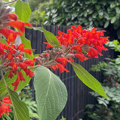 Colquhounia Nepalese Flame Colquhounia Nepalese Flame