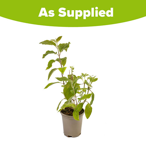 Colquhounia Nepalese Flame Colquhounia Nepalese Flame