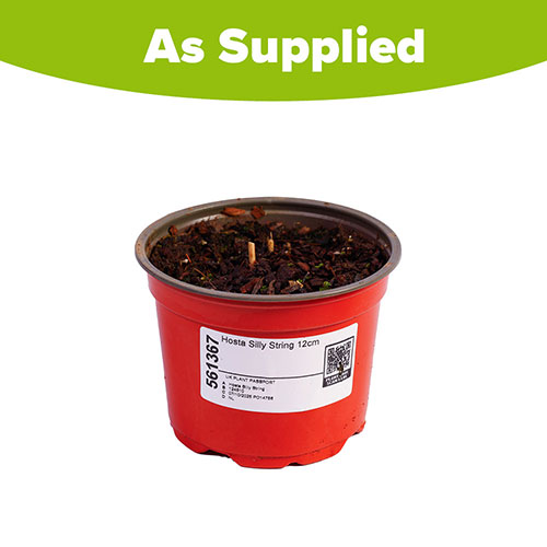 Hosta Silly String Hosta Silly String