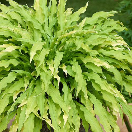 Hosta Party Streamers Hosta Party Streamers