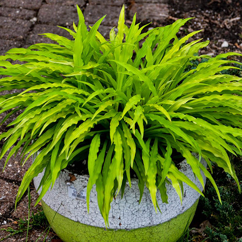 Hosta Party Streamers Hosta Party Streamers