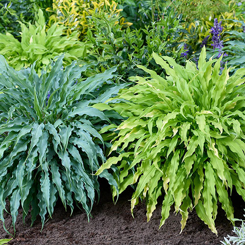 Hosta Twist and Shout Collection Hosta Twist and Shout Collection