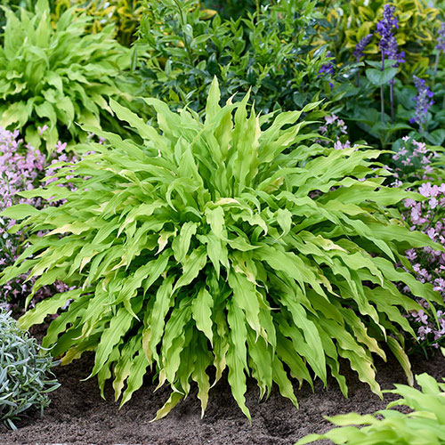 Hosta Twist and Shout Collection Hosta Twist and Shout Collection