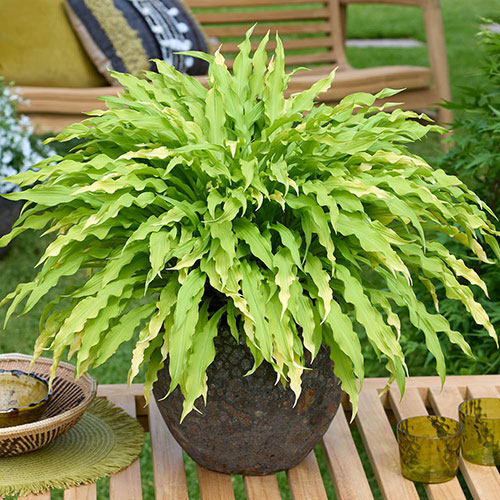 Hosta Twist and Shout Collection Hosta Twist and Shout Collection