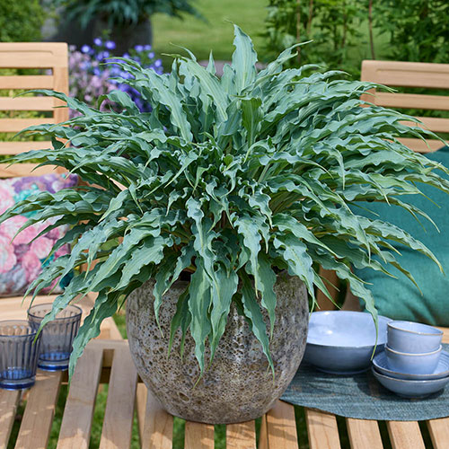 Hosta Twist and Shout Collection Hosta Twist and Shout Collection