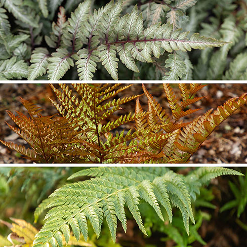 Hardy Fern Collection Hardy Fern Collection