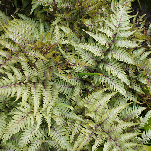 Hardy Fern Collection Hardy Fern Collection