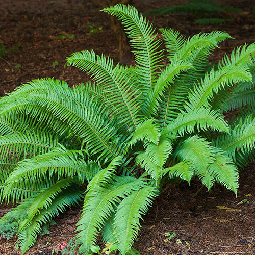 Polystichum munitum Polystichum munitum