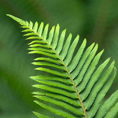 Polystichum munitum Polystichum munitum