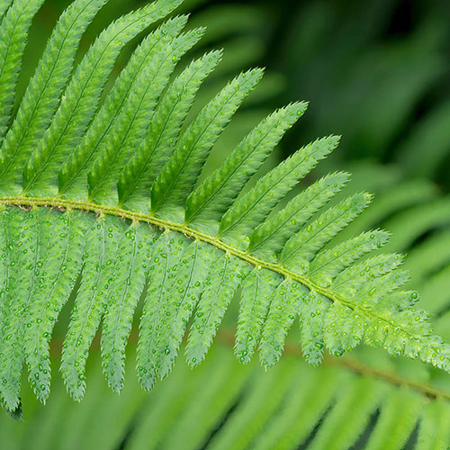 Polystichum munitum Polystichum munitum