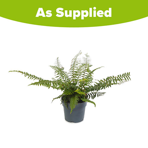 Polystichum munitum Polystichum munitum