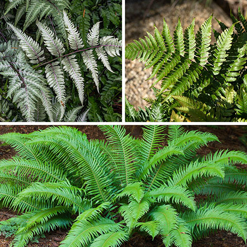 Colourful Hardy Fern Collection Colourful Hardy Fern Collection