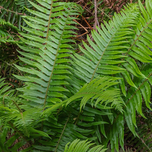 Colourful Hardy Fern Collection Colourful Hardy Fern Collection