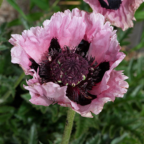 Papaver Pink Perfection Poppy Papaver Pink Perfection Poppy