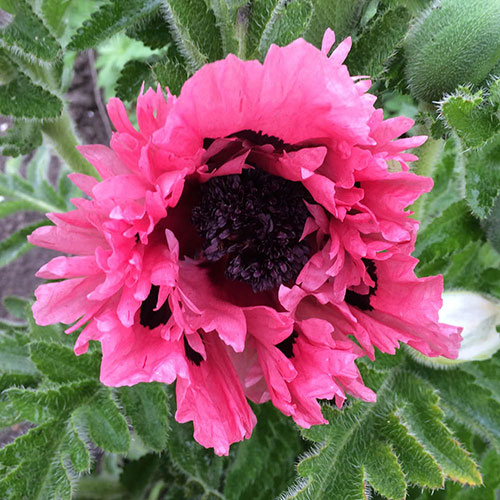 Papaver Pink Perfection Poppy Papaver Pink Perfection Poppy