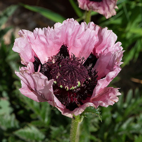 Papaver Pink Perfection Poppy Papaver Pink Perfection Poppy