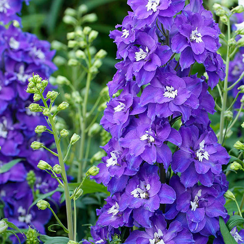 Delphinium Delgenius Glitzy Delphinium Delgenius Glitzy