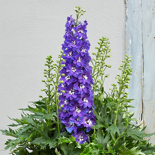 Delphinium Delgenius Glitzy Delphinium Delgenius Glitzy